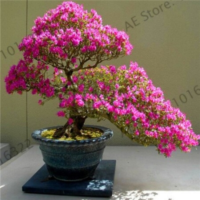 Picture of 5 Pcs Cerasus Sp. Plant Cherry Blossoms Perennial Seeds Only- 5Pcs Seeds