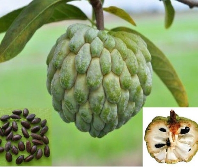 Picture of Sugar Free Organic Custard Apple Fruit Seeds For Gardening or planting - 15Pcs Seeds