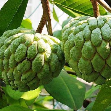 Picture of Sugar Free Organic Custard Apple Fruit Seeds For Gardening or planting - 15Pcs Seeds