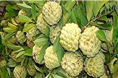 Picture of Sugar Free Organic Custard Apple Fruit Seeds For Gardening or planting - 15Pcs Seeds