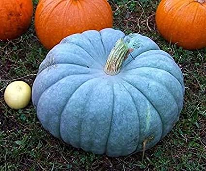 Picture of Pumpkin Quality bonsai tree 10 pcs Seeds
