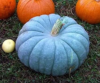 Picture of Pumpkin Quality bonsai tree 10 pcs Seeds