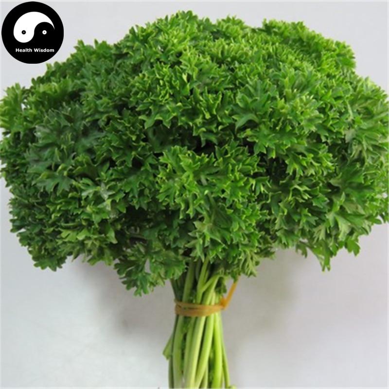 Picture of Europe Celery Semente 60pcs Plant Spices Vegetables Petroselinum Crispum-500Pcs seeds