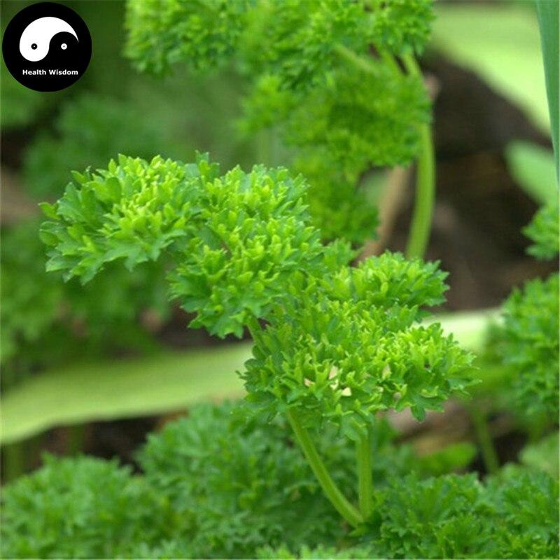 Picture of Europe Celery Semente 60pcs Plant Spices Vegetables Petroselinum Crispum-500Pcs seeds
