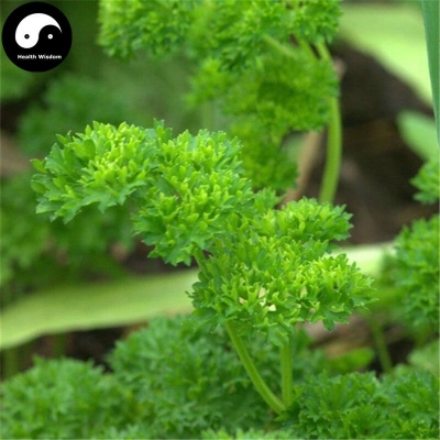 Picture of Europe Celery Semente 60pcs Plant Spices Vegetables Petroselinum Crispum-500Pcs seeds