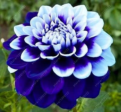 Picture of Dahlia Flower Bonsai Seeds -10 pcs Seeds