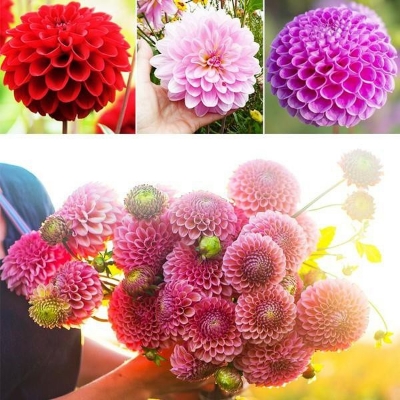 Picture of Dahlia Flower Bonsai Seeds -10 pcs Seeds