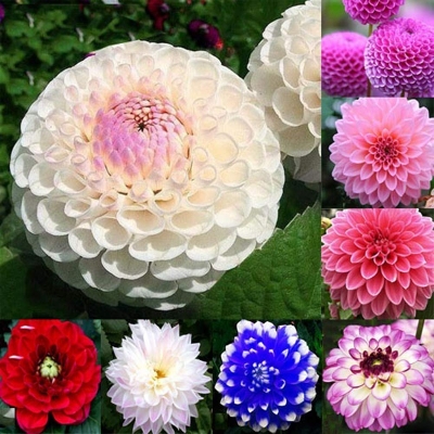 Picture of Dahlia Flower Bonsai Seeds -10 pcs Seeds