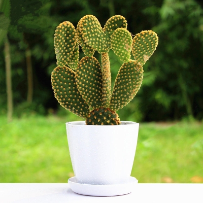 Picture of Opuntia Microdasys Seeds Bonsai Succulent Plants Green Radiation Protection Cactus- 30Pcs seeds  Opuntia Microdasys Seeds Bonsai Succulent Plants Green Radiation Protection Cactus- 30PcS