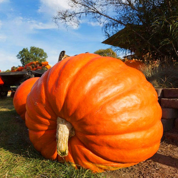 Picture of All Season Giant Sweet Pumpkin Seeds -15 Pcs Seeds
