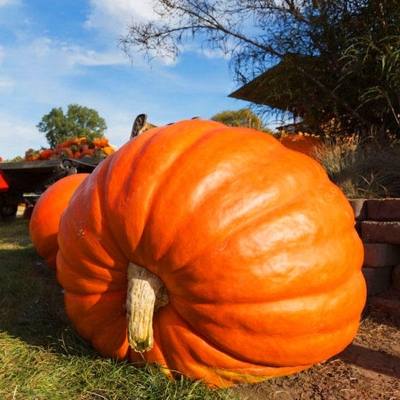 Picture of All Season Giant Sweet Pumpkin Seeds -15 Pcs Seeds