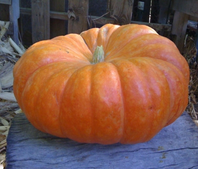 Picture of All Season Giant Sweet Pumpkin Seeds -15 Pcs Seeds