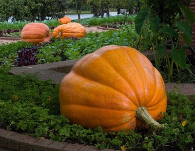 Picture of All Season Giant Sweet Pumpkin Seeds -15 Pcs Seeds