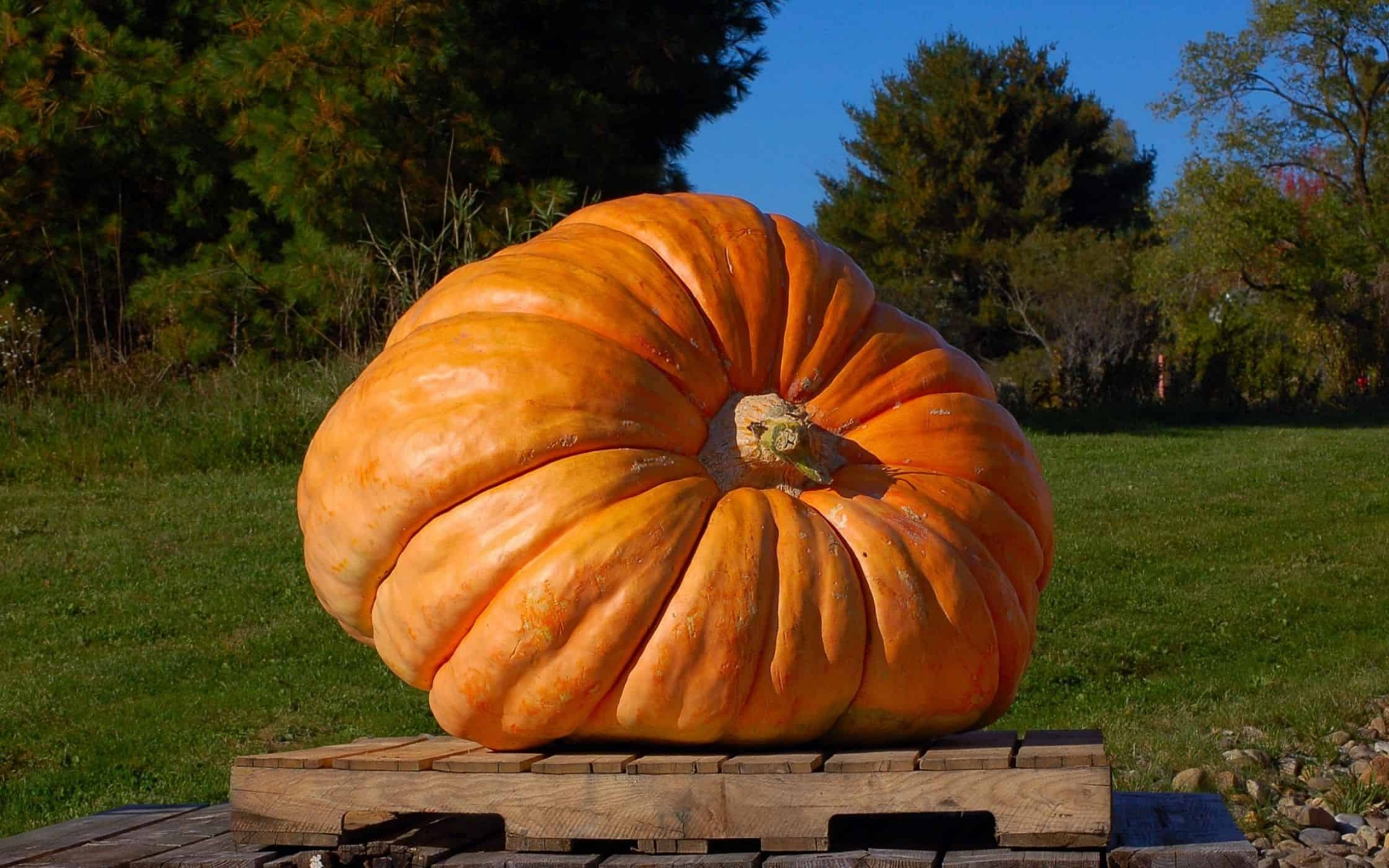 Picture of All Season Giant Sweet Pumpkin Seeds -15 Pcs Seeds