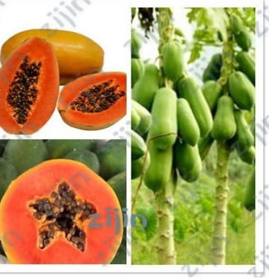 Picture of 15pcs+/bag Dwarf hovey Papaya bonsai Organic fruit tree fruit plant papaya potted for home garden Seeds