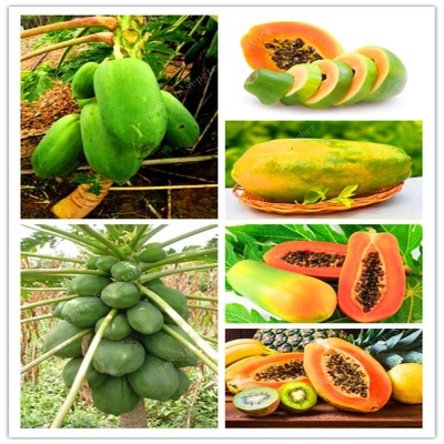 Picture of 15pcs+/bag Dwarf hovey Papaya bonsai Organic fruit tree fruit plant papaya potted for home garden Seeds