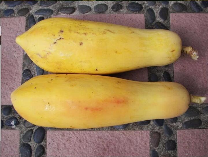 Picture of 15pcs+/bag Dwarf hovey Papaya bonsai Organic fruit tree fruit plant papaya potted for home garden Seeds