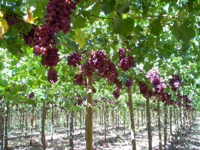 Picture of Cashmere grape seed in home tub - 20 pieceS