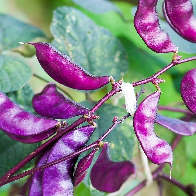 Picture of 10 Pcs Bean Seeds Hyacinth Bean Vine Plants Bonsai Balcony Flower Home Plant Flower Plantas  10 Pcs Hyacinth Bean Seeds Hyacinth Bean Vine Plants Beautiful Garden Bonsai Balcony Flower Home Plant Flower Plantas