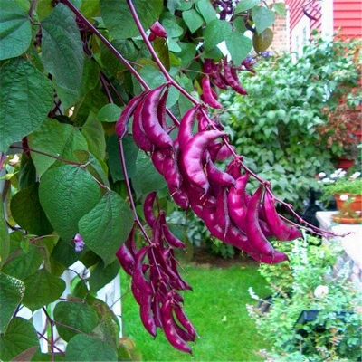 Picture of 10 Pcs Bean Seeds Hyacinth Bean Vine Plants Bonsai Balcony Flower Home Plant Flower Plantas  10 Pcs Hyacinth Bean Seeds Hyacinth Bean Vine Plants Beautiful Garden Bonsai Balcony Flower Home Plant Flower Plantas