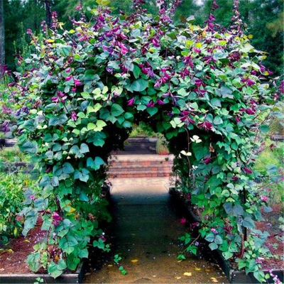 Picture of 10 Pcs Bean Seeds Hyacinth Bean Vine Plants Bonsai Balcony Flower Home Plant Flower Plantas  10 Pcs Hyacinth Bean Seeds Hyacinth Bean Vine Plants Beautiful Garden Bonsai Balcony Flower Home Plant Flower Plantas