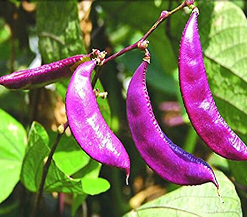 Picture of 10 Pcs Bean Seeds Hyacinth Bean Vine Plants Bonsai Balcony Flower Home Plant Flower Plantas  10 Pcs Hyacinth Bean Seeds Hyacinth Bean Vine Plants Beautiful Garden Bonsai Balcony Flower Home Plant Flower Plantas