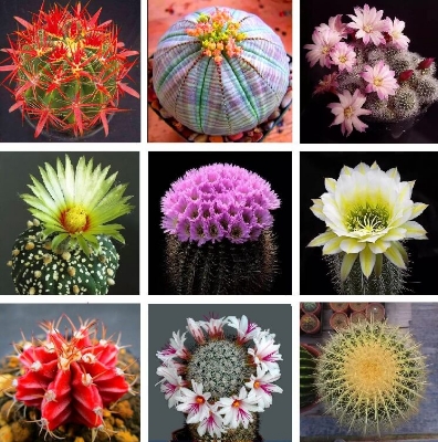 Picture of Mixture Of Cactus Seeds Rare succulent plants for home and garden, High Germination-20Pcs seeds