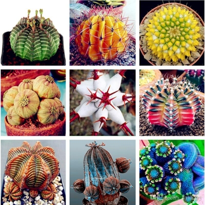 Picture of Mixture Of Cactus Seeds Rare succulent plants for home and garden, High Germination-20Pcs seeds