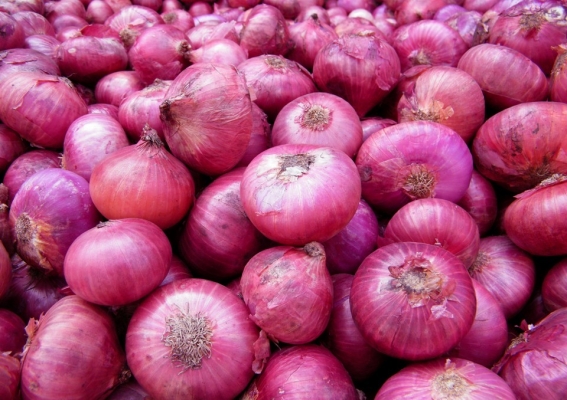 Picture of Red Onion Tropea Rossa Lunga - Allium Cepa Seed - 50pcs Seeds