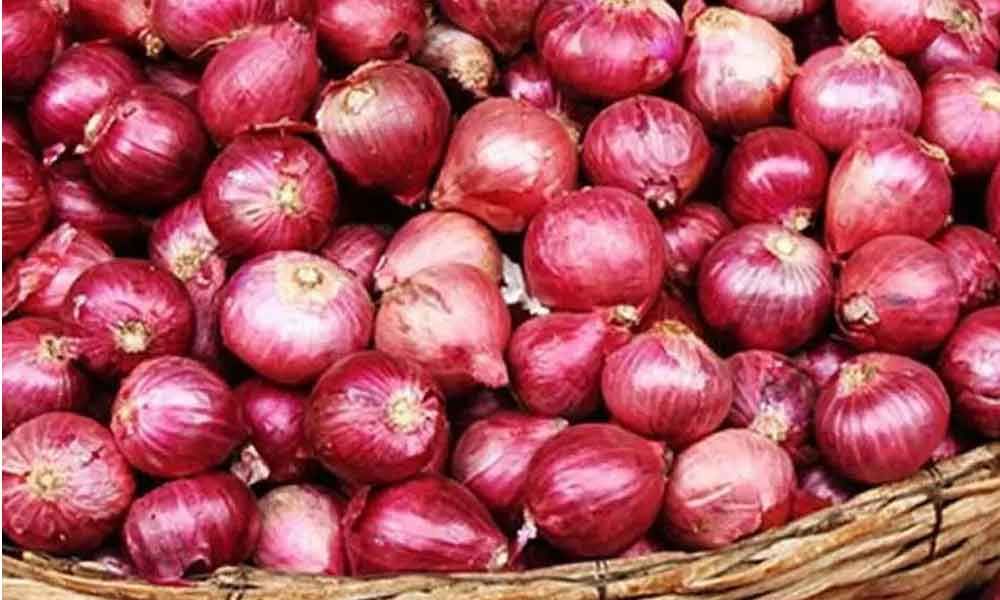Picture of Red Onion Tropea Rossa Lunga - Allium Cepa Seed - 50pcs Seeds