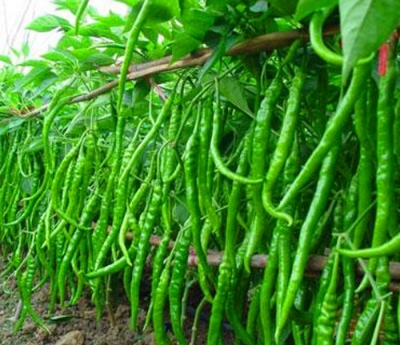 Picture of 30 pieces Green Chilly Seeds BANGLADESHI  - 30pieces(intact packet)