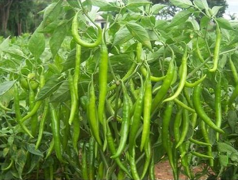 Picture of 30 pieces Green Chilly Seeds BANGLADESHI  - 30pieces(intact packet)