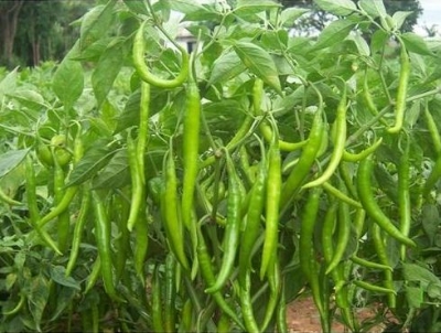 Picture of 30 pieces Green Chilly Seeds BANGLADESHI  - 30pieces(intact packet)