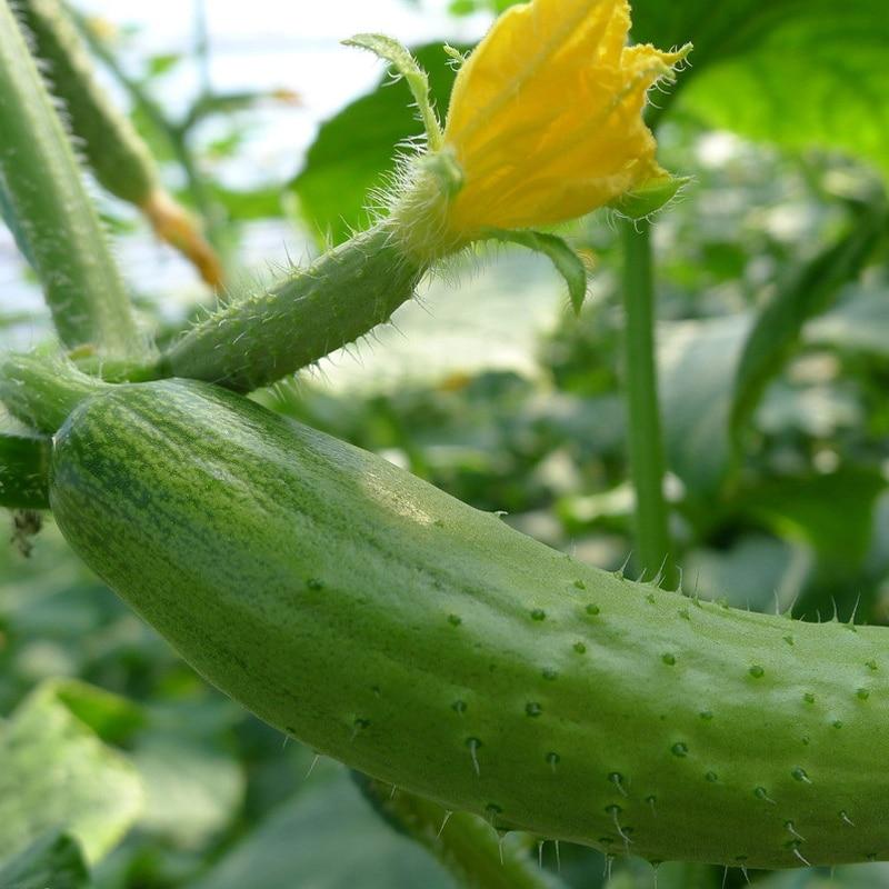 Picture of Ring Excellent Dry Vegetable Bonsais Cucumber Bonsais 15Pcs seeds