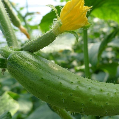 Picture of Ring Excellent Dry Vegetable Bonsais Cucumber Bonsais 15Pcs seeds
