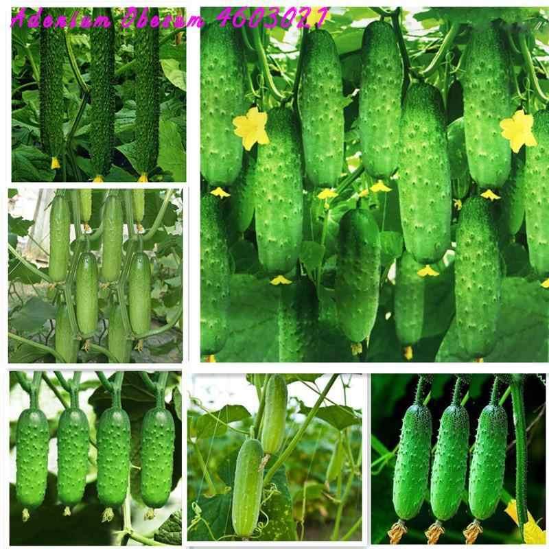 Picture of Ring Excellent Dry Vegetable Bonsais Cucumber Bonsais 15Pcs seeds