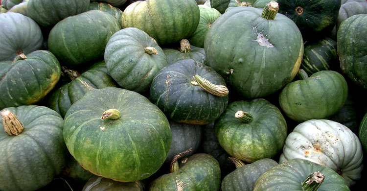 Picture of Sweet Pumpkin Seeds  - 10 pieces Seeds