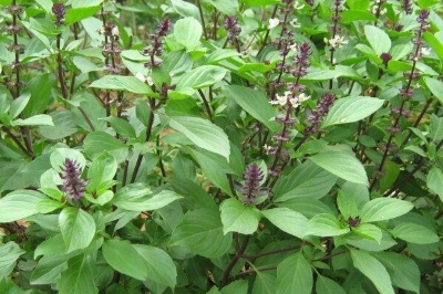 Picture of Basil Seeds Basil Bonsai Garden Seeds Home And Garden Plants- 30Pcs seeds  50 PcS SEEDS