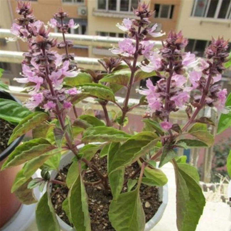 Picture of Basil Seeds Basil Bonsai Garden Seeds Home And Garden Plants- 30Pcs seeds  50 PcS SEEDS