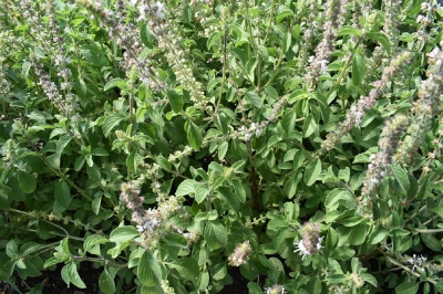 Picture of Basil Seeds Basil Bonsai Garden Seeds Home And Garden Plants- 30Pcs seeds  50 PcS SEEDS