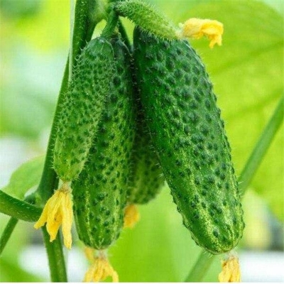 Picture of Terrace Vegetable Tangshan Autumn Melon Cucumber Bonsai Garden Planting Can Be Refreshing Fruit- 20Pcs Seeds