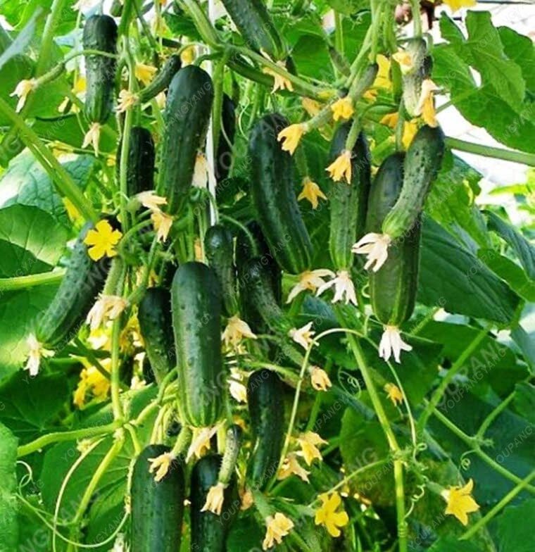 Picture of Terrace Vegetable Tangshan Autumn Melon Cucumber Bonsai Garden Planting Can Be Refreshing Fruit- 20Pcs Seeds