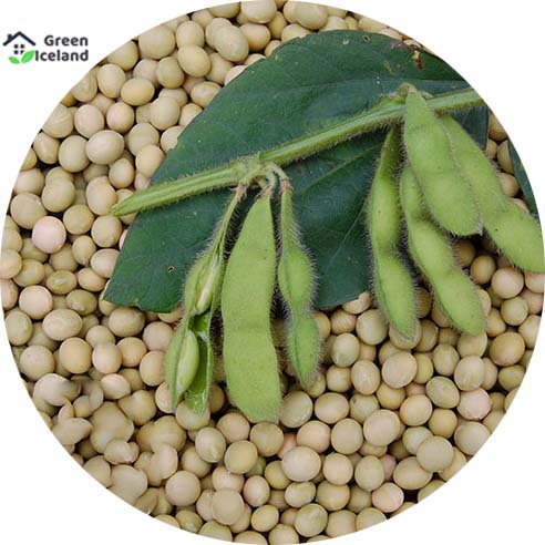 Picture of Soybean Tree Seeds -40 Pcs Seeds