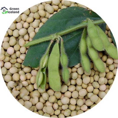 Picture of Soybean Tree Seeds -40 Pcs Seeds