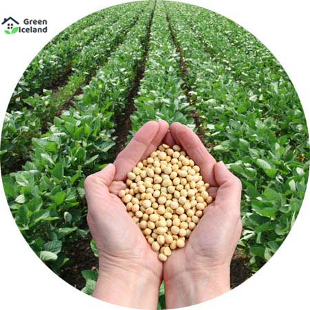 Picture of Soybean Tree Seeds -40 Pcs Seeds