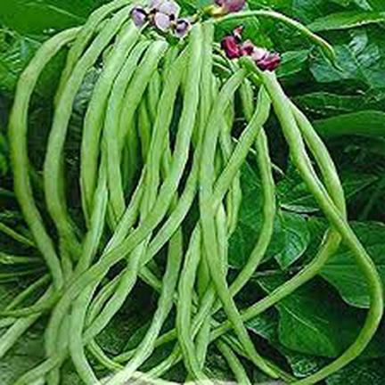 Picture of Deshi green String Beans Borboti 15 pcs seeds