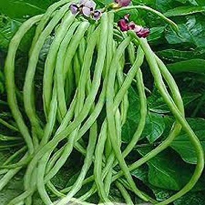 Picture of Deshi green String Beans Borboti 15 pcs seeds