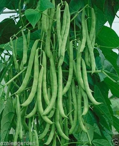 Picture of Deshi green String Beans Borboti 15 pcs seeds