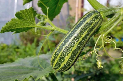 Picture of Zucchini Squash Seed Vegetable Fruits Seasons Melon Seeds For Home Garden Planting-10Pcs seedS