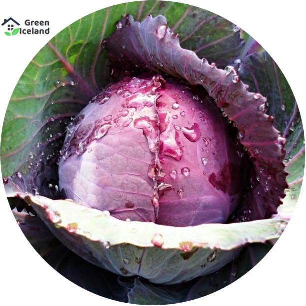 Picture of Red Hybrid Cabbage Seeds bonsai- 20 Pcs SeedS